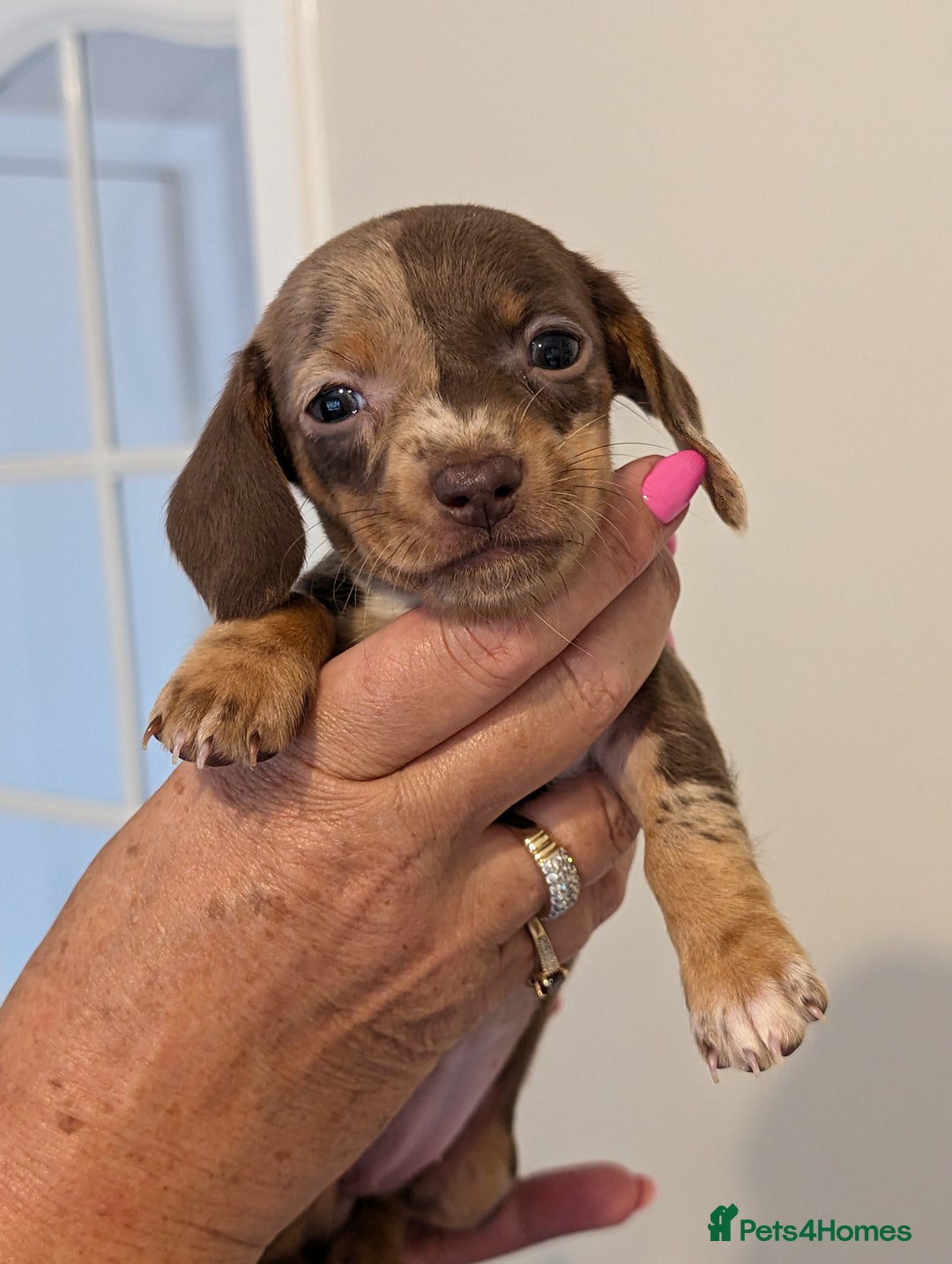 Miniature Dachshund dogs for sale: Miniature dachshund puppies - Image 4