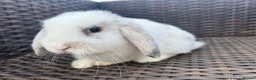 Mini Lop rabbits for sale: Lovely Baby Mini Lops - Advert 2