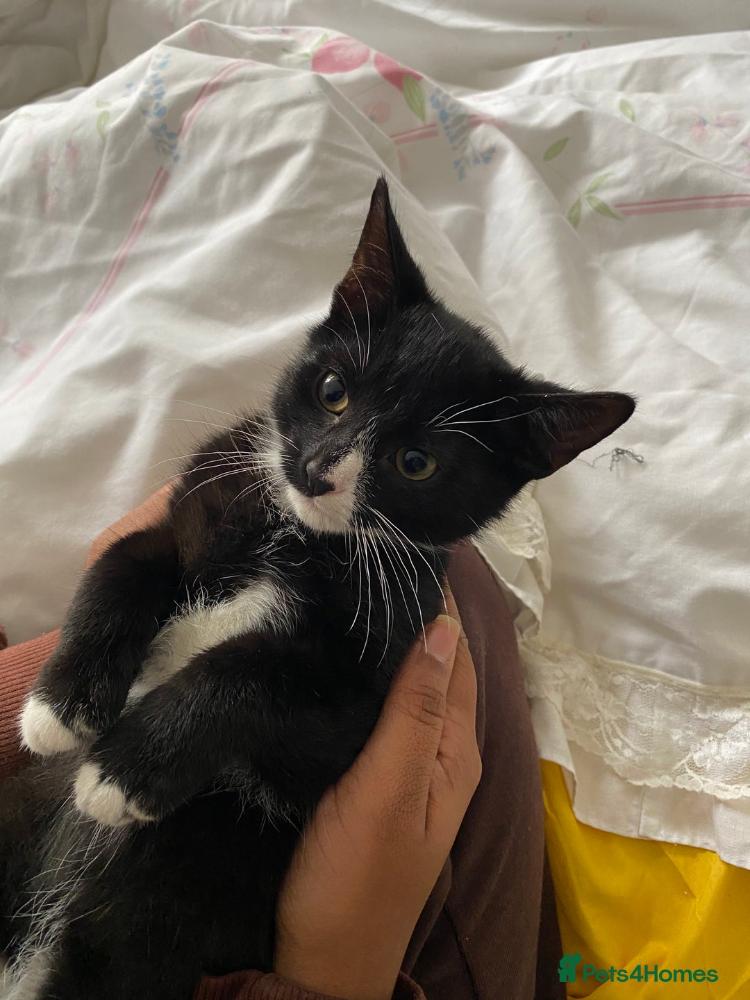Mixed Breed cats for sale: Tuxedo Tabby kittens  - Image 2