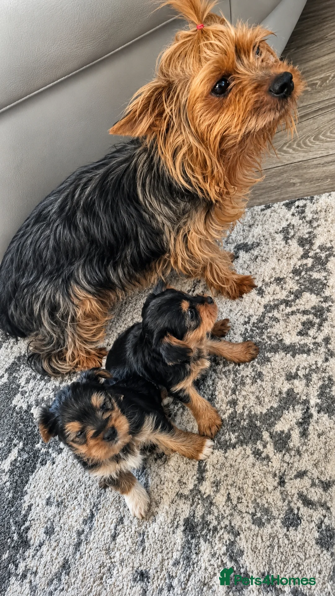 Yorkshire Terrier dogs for sale: Beautiful Yorkshire Terrier Puppies - Advert 2