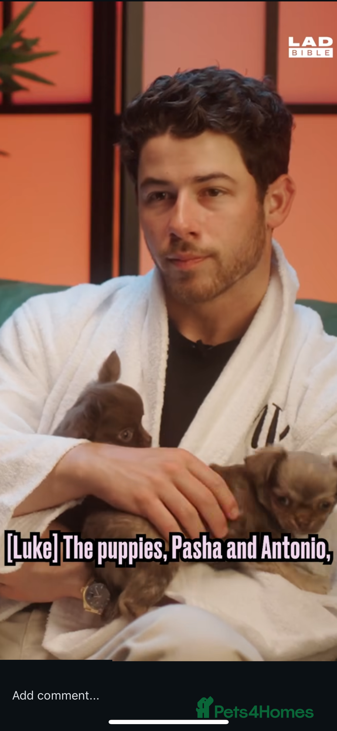 Chihuahua dogs for stud: ❤️ KC REG EXTENSIVELY HEALTH TESTED STUD ❤️ in London - Advert 29