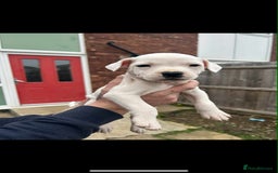 Staffordshire Bull Terrier dogs for sale: Beautiful staff pups for sale - Image 12