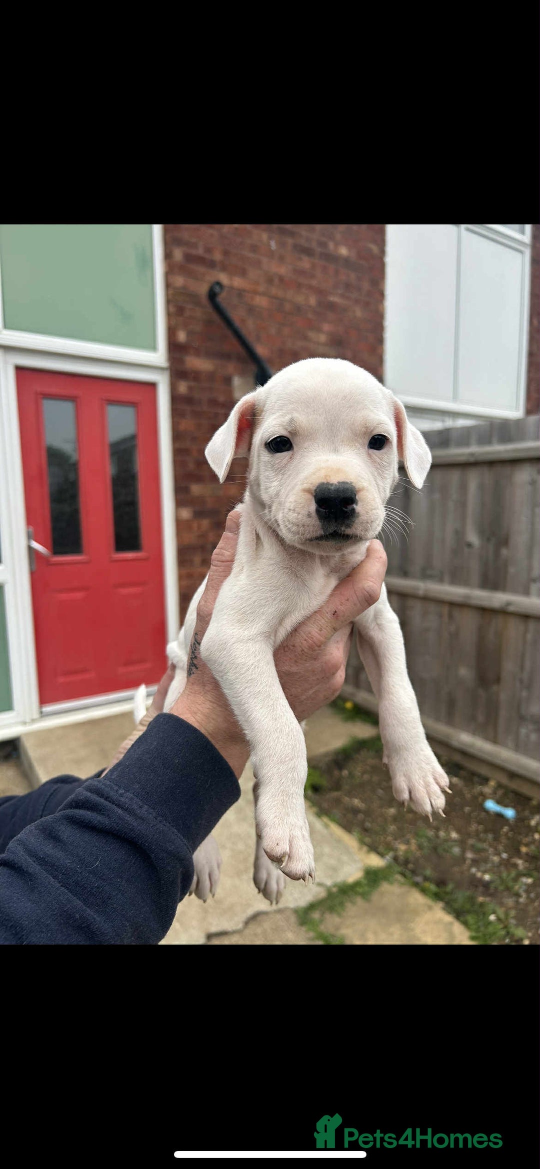 Staffordshire Bull Terrier dogs for sale: Beautiful staff pups for sale - Image 12