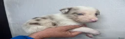 Border Collie dogs for sale: 6 Beautiful Red Merle puppies  - Advert 36