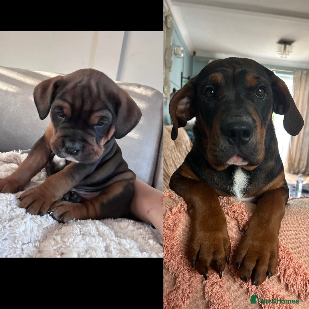 Mixed Breed dogs for sale: B A X T E R - 8month old beauty - Advert 3