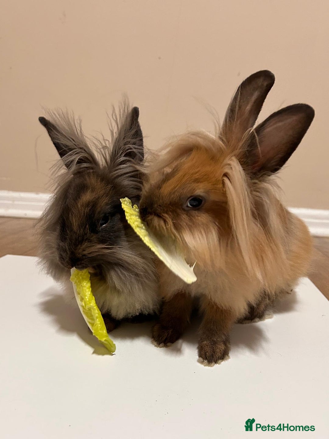 Lionhead rabbits for sale: Lovely brothers looking for new home - Advert 3