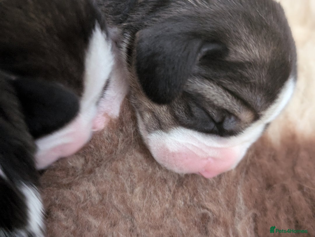 Beagle dogs for sale: Champion Show Line Beagle Puppies - Image 6