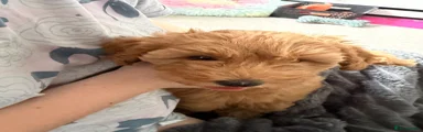 Schnoodle Puppy 5