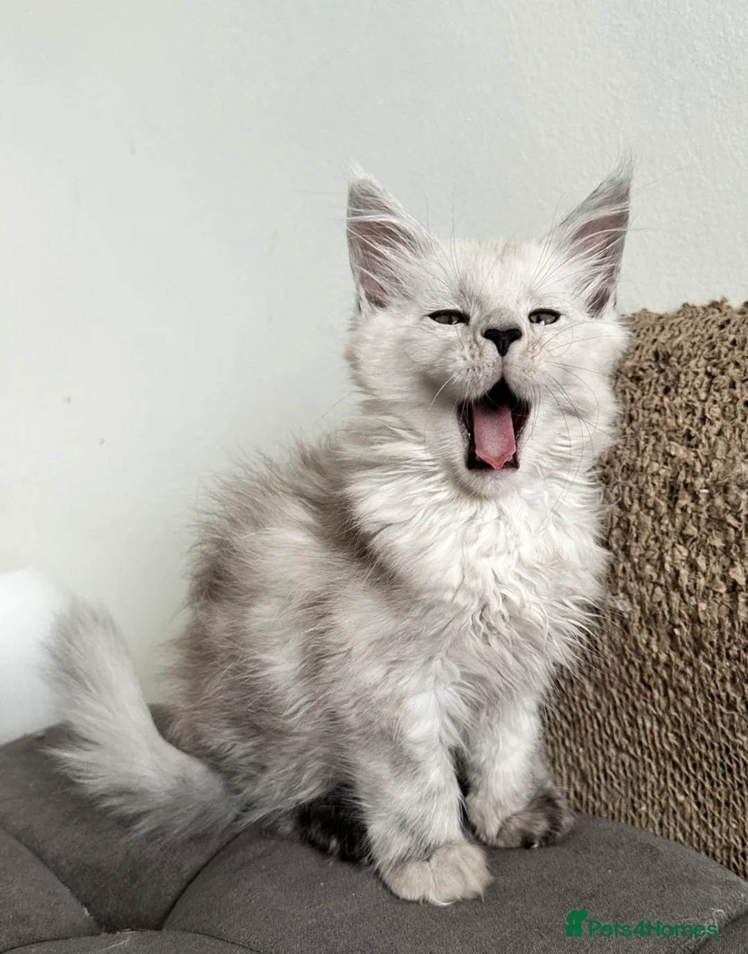 Maine Coon cats for sale: Last Male Maine Coon Kitten for Sale | show breed  - Advert 1