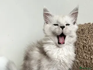 Maine Coon cats Male Maine Coon Kitten for Sale | Vet Checked - Advert 1