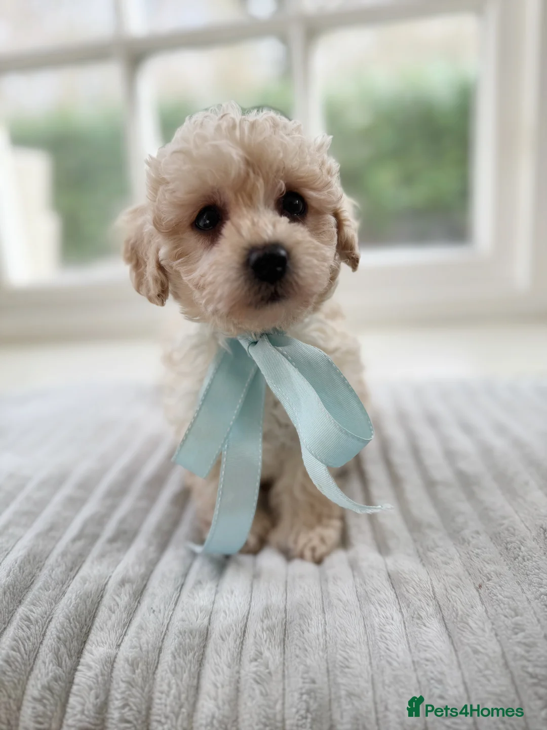 Mixed Breed dogs for sale: Shichon-poo Teddy bear - Advert 26