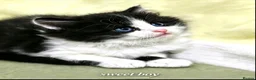 Mixed Breed cats for sale: Lovely kittens - Advert 3