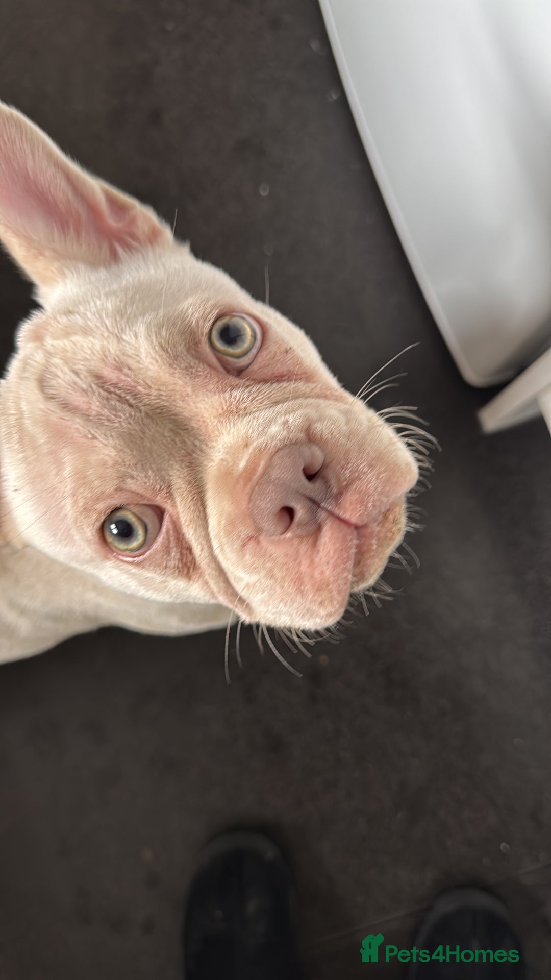 French Bulldog dogs for sale: Female Frencie  - Advert 4