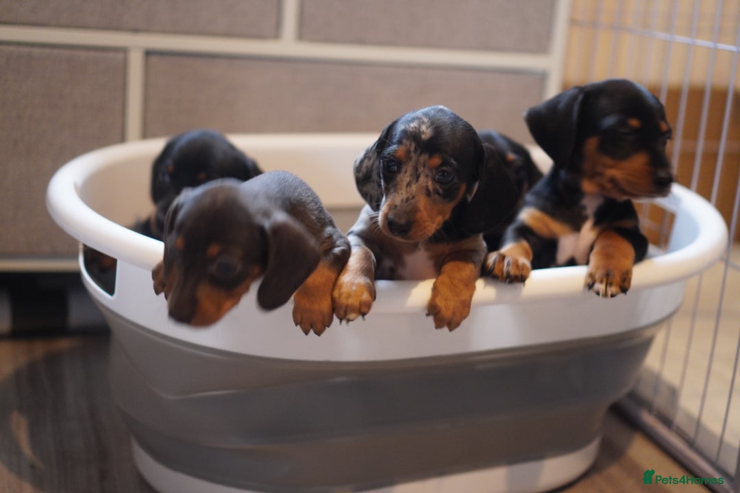 Miniature Dachshund dogs for sale: Miniature Dachshund Puppies - Image 3