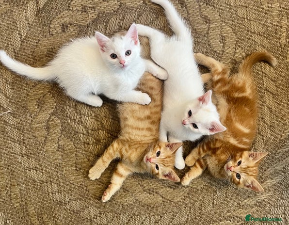 Turkish Angora cats - Advert 4