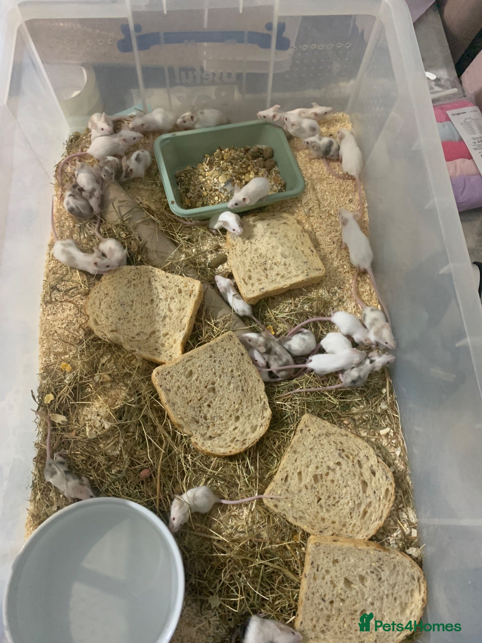 Mouse rodents Let fancy mice  - Advert 9