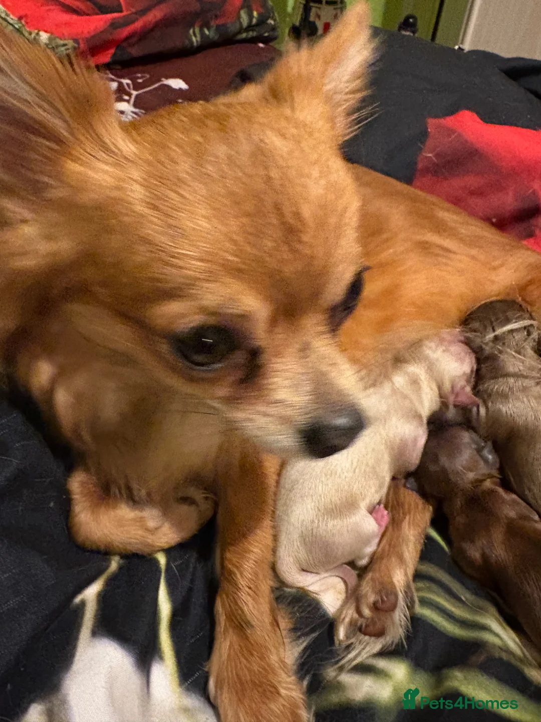 Chihuahua dogs for sale: Male chihuahua puppy - Advert 1