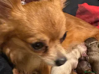 Chihuahua dogs Male chihuahua puppy - Advert 1