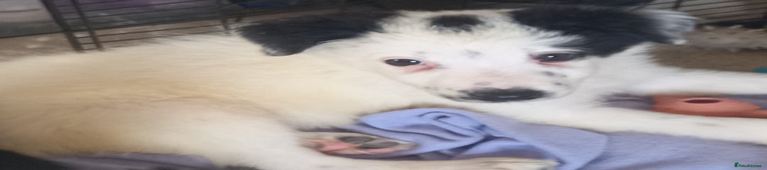 Border Collie Puppy 1