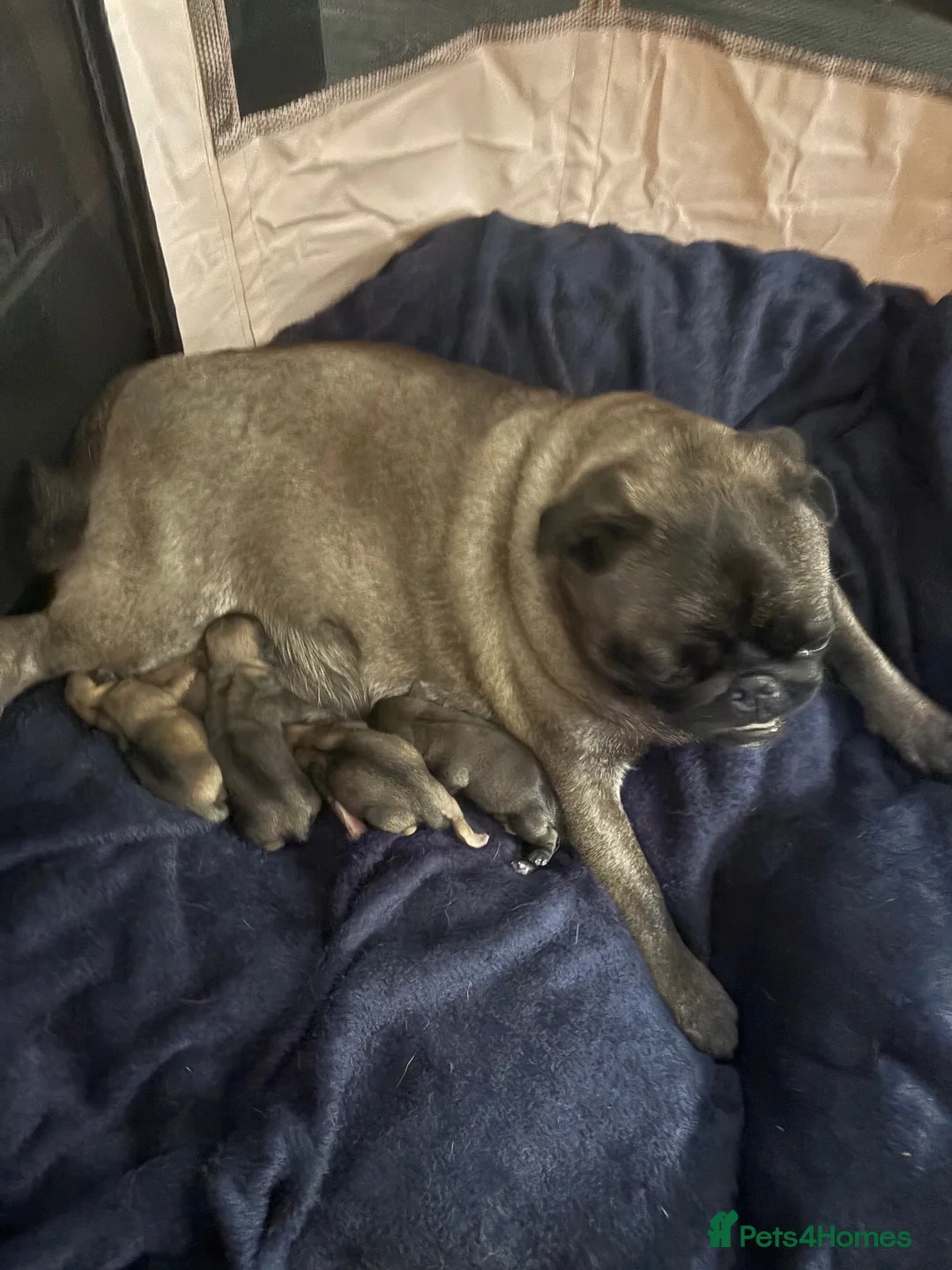 Pug dogs for sale: Beautiful pure breed male pug puppies  in Shrewsbury - Advert 12
