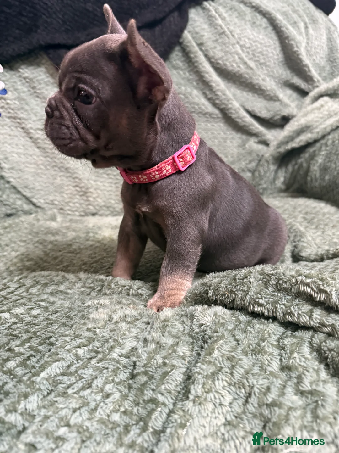 French Bulldog dogs for sale: One girl left.French Bulldog puppies 🐶❤️ KC reg - Advert 14
