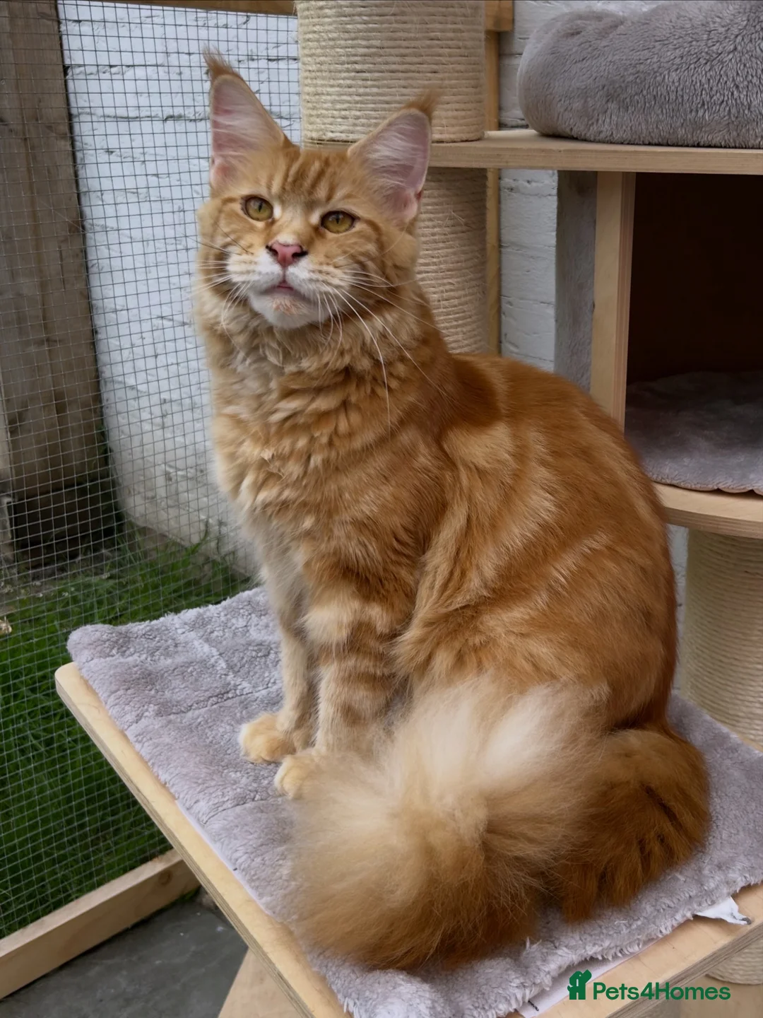 Maine Coon cats for sale: Stunning Red Kittens TICA reg  - Advert 2