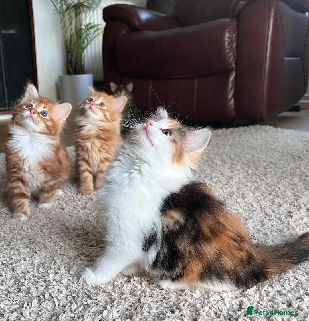 Mixed Breed cats for sale: 3 Beautiful Kitty Girls  - Advert 1