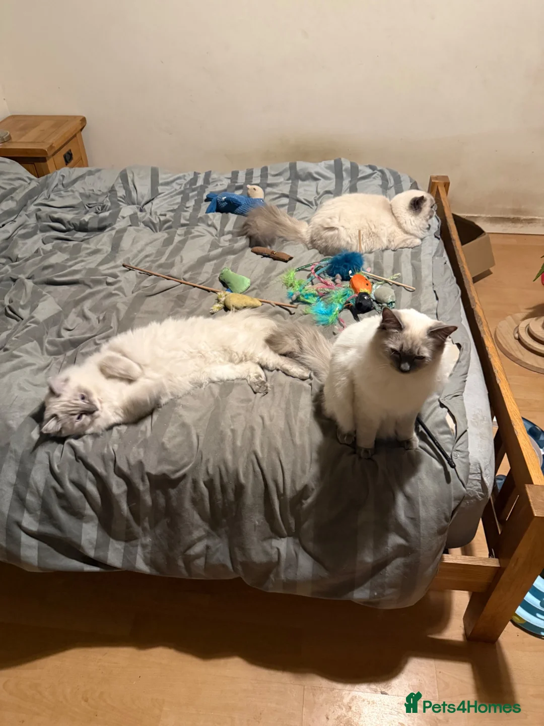 Ragdoll cats for sale: Ragdoll  - Advert 7