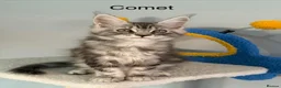 Maine Coon cats for sale: Maine Coon Kittens Champion Lines 3 GIRLS LEFT - Advert 6