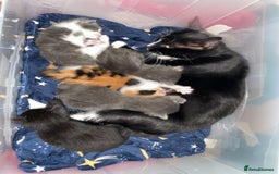 Domestic Shorthair cats for sale: 5 Adorable Kittens Seeking New Homes - Image 7