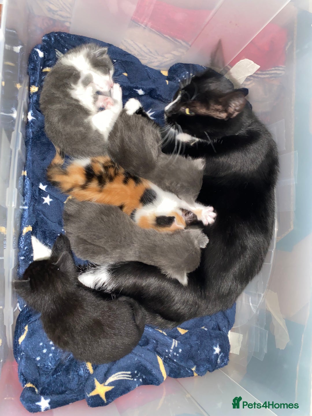 Domestic Shorthair cats for sale: 5 Adorable Kittens Seeking New Homes - Image 7