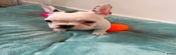 French Bulldog dogs for sale: Last 3 Girls left! Ready to leave!  - Advert 21