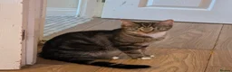 Mixed Breed cats for sale: Beautiful kittens ready now x in Hereford - Advert 11