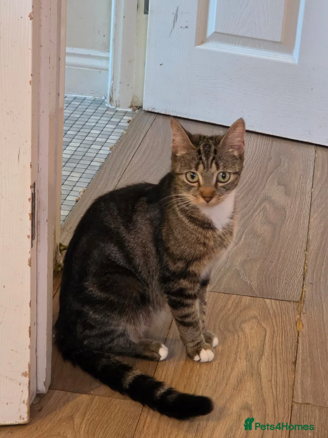 Mixed Breed cats for sale: Beautiful kittens ready now x in Hereford - Advert 11