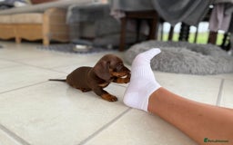 Dachshund dogs for sale: Miniature Daschund  - Image 4