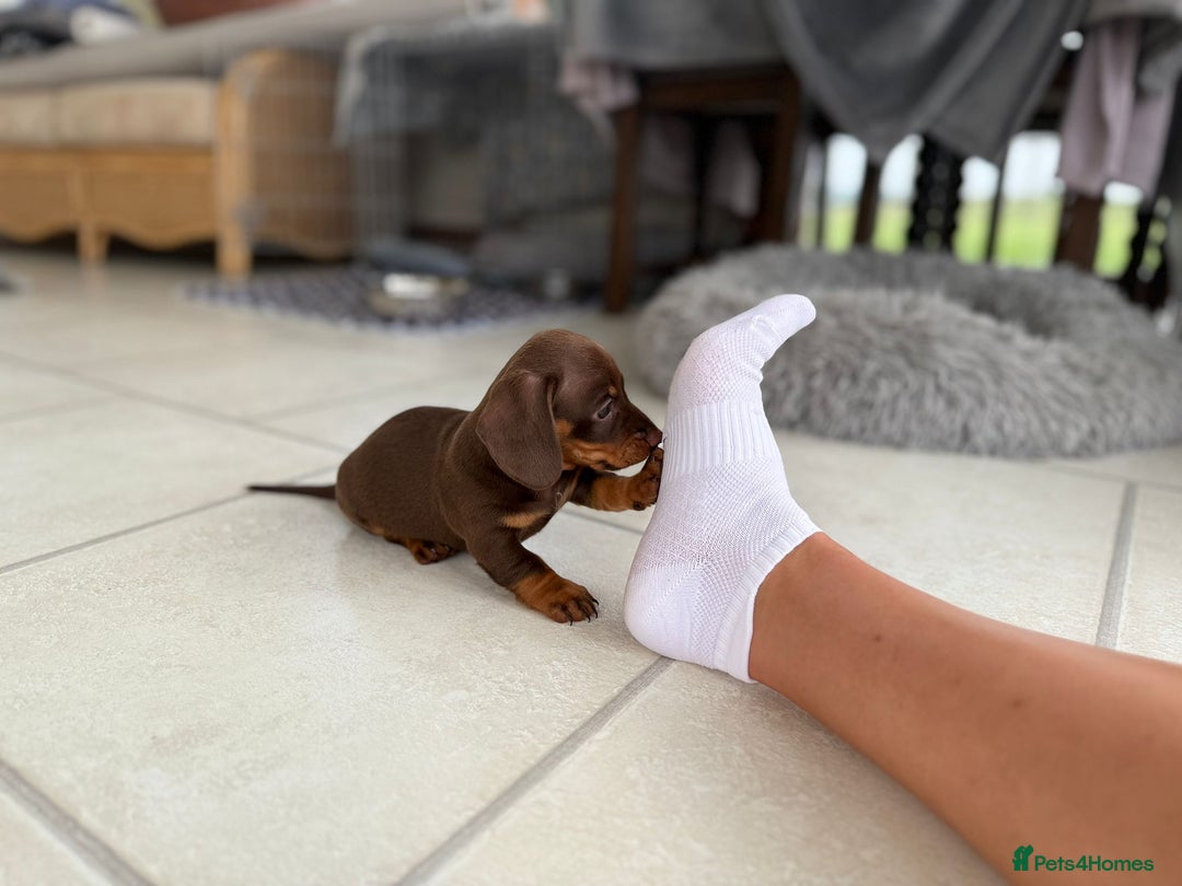 Dachshund dogs for sale: Miniature Daschund  - Image 4