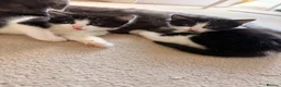 Mixed Breed cats for sale: Kittens available  - Advert 10