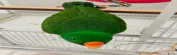 Parrots birds for sale: Parrots Available – Friendly & Well Socialized in Swansea - Advert 4