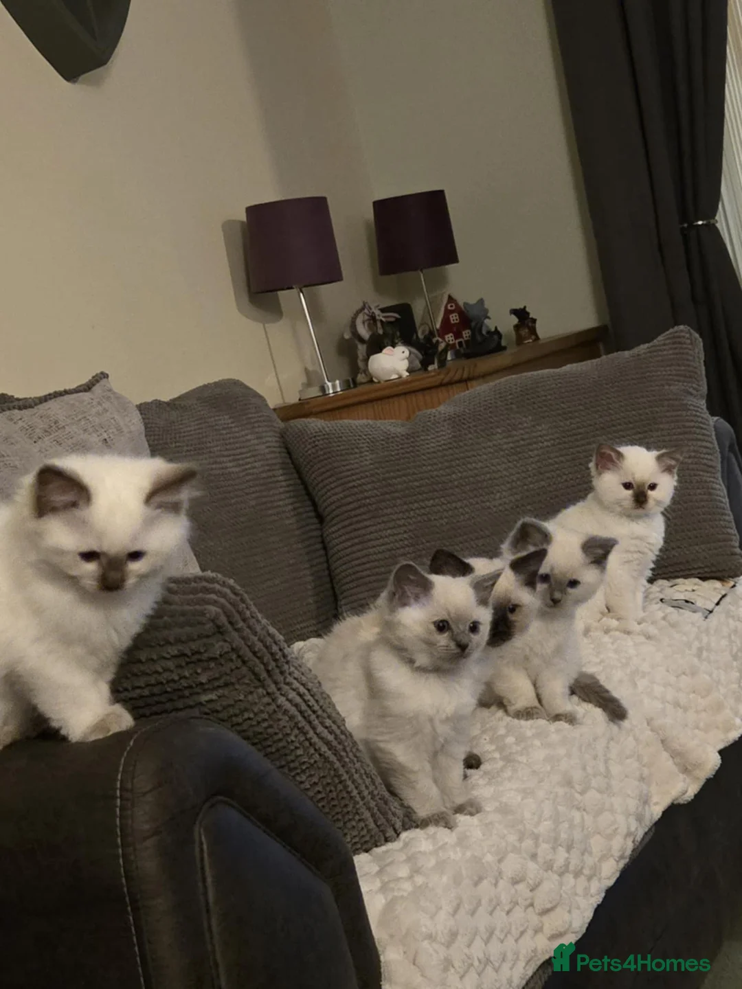 Ragdoll cats for stud: Pedigree Ragdoll for stud duty  in Worcester - Advert 8