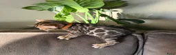 Bengal cats for sale: Beautiful Pedigree Bengal kittens for sale  - Advert 34