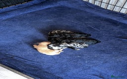 Miniature Poodle dogs for sale: Mini poodle  - Image 3