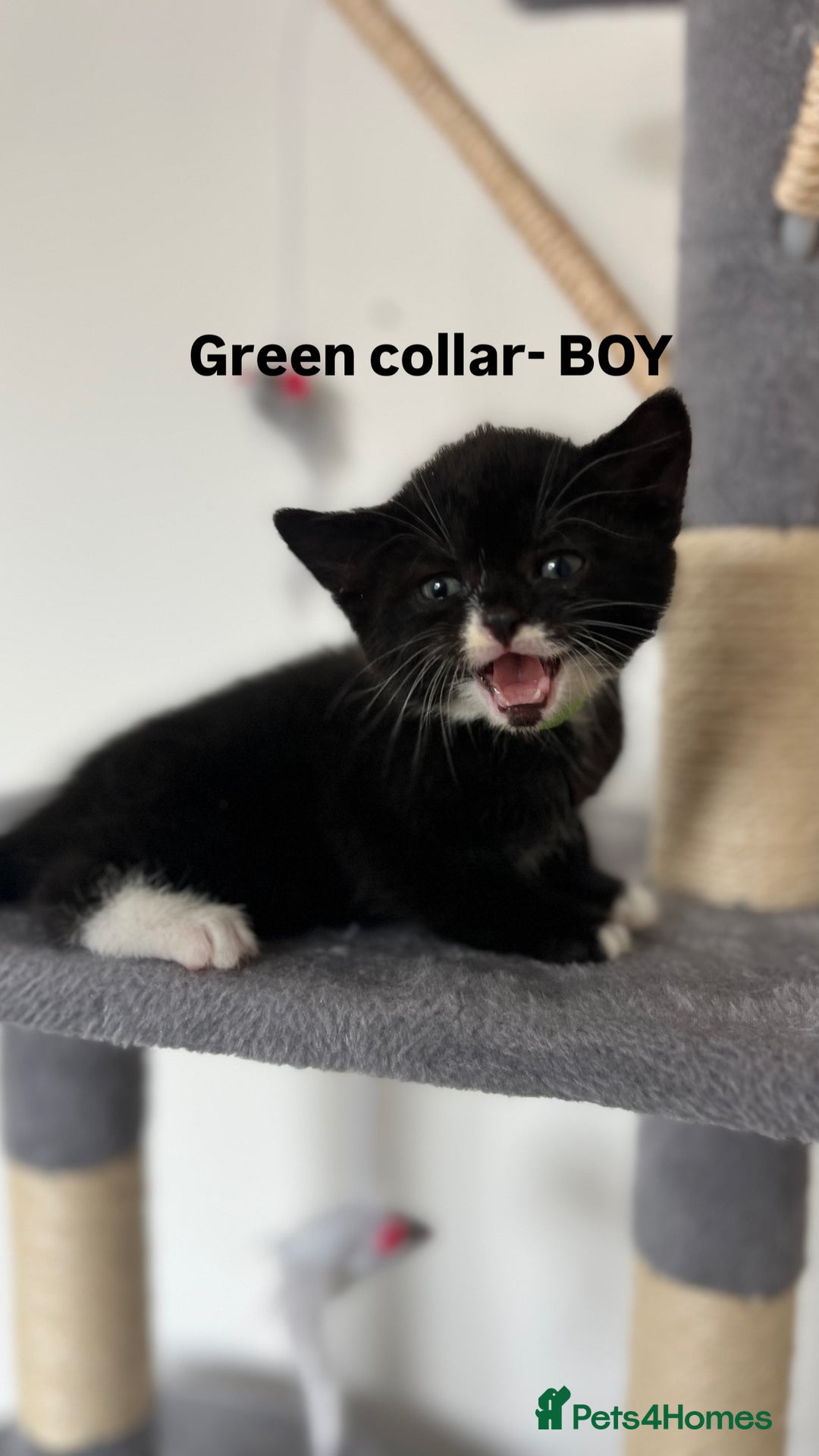 British Shorthair cats for sale: British shorthair black/2point - Image 8