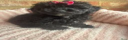 Maltipoo dogs for sale: 🧸 Adorable Maltipoo Puppies 🧸 - Advert 9