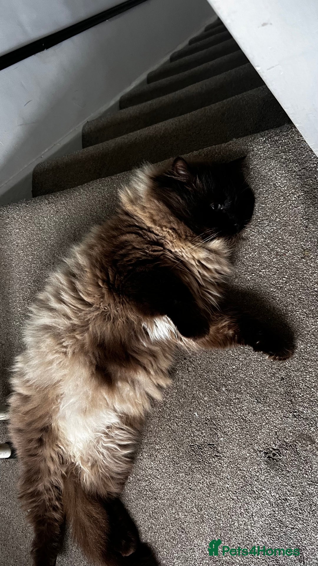 Ragdoll cats for sale: Mink ragdoll male - Advert 2