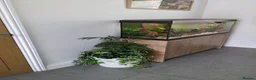 Corys fish for sale: Fluval Roma 240L Complete Aquarium Setup + Fish in Leeds - Advert 1