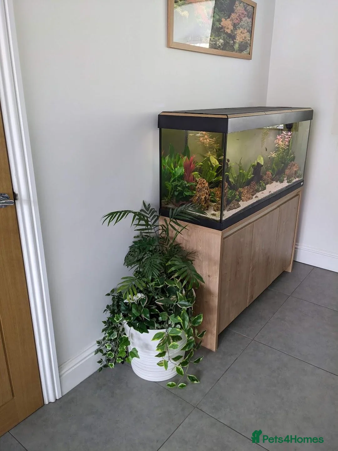 Corys fish for sale: Fluval Roma 240L Complete Aquarium Setup + Fish in Leeds - Advert 1