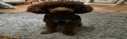 Miniature Poodle dogs for stud: Teddy  - Advert 16