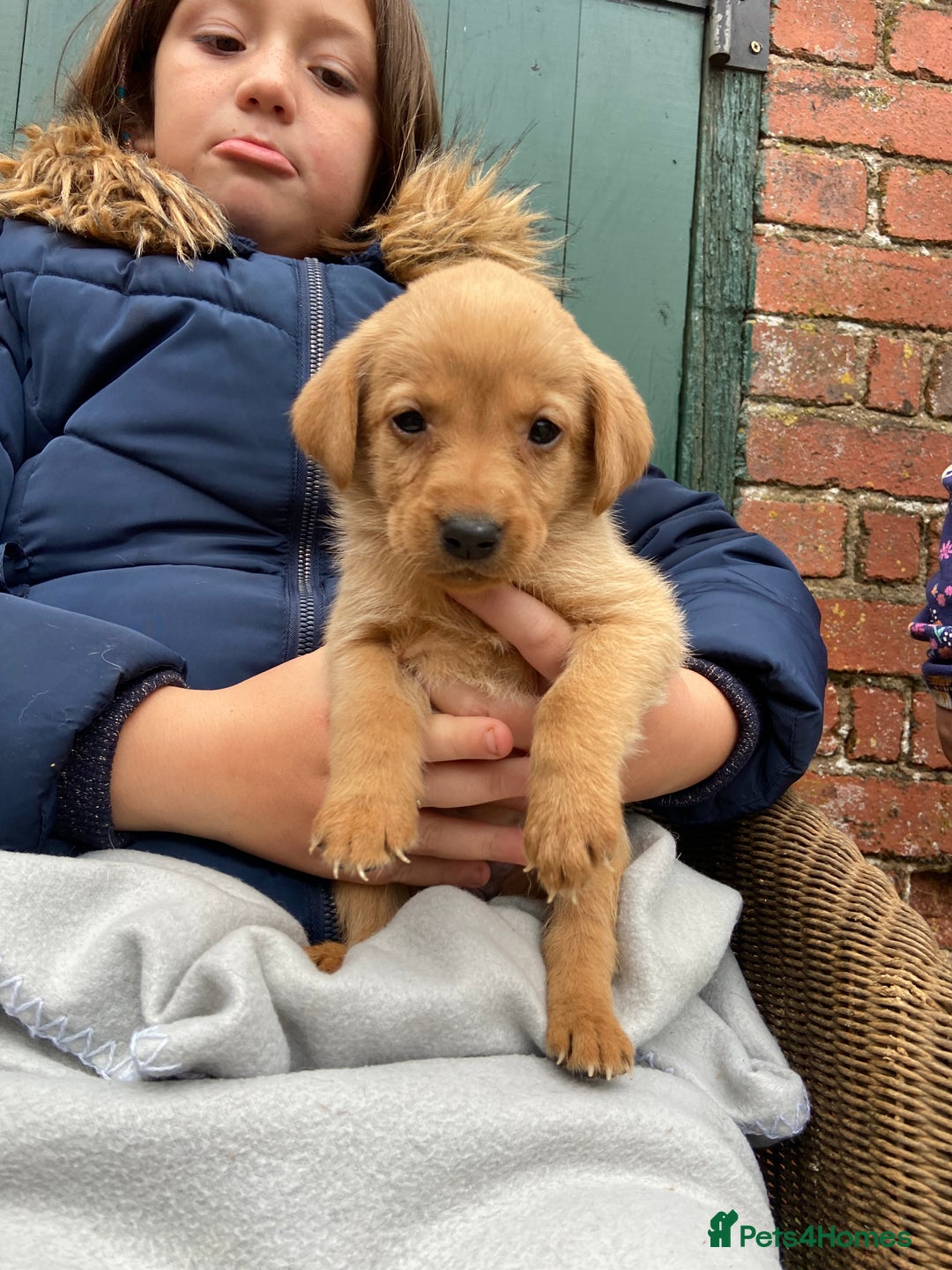 Labrador Retriever dogs for sale: Labrador puppies for sale 🐶 - Image 15