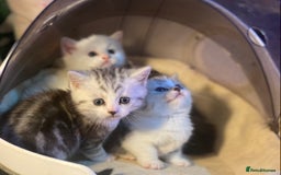 Munchkin cats for sale: Full Pedigree Munchkin Kittens  - Image 22