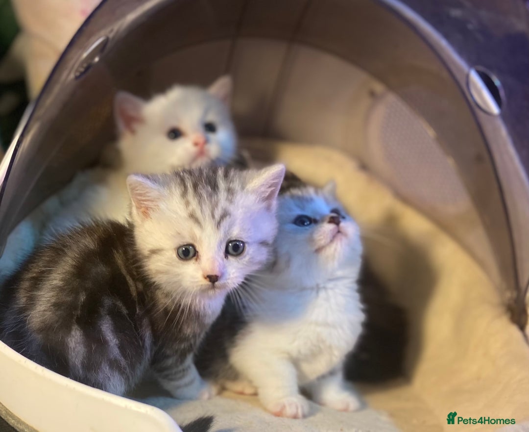 Munchkin cats for sale: Full Pedigree Munchkin Kittens  - Image 22
